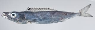 To NMNH Extant Collection (Rexea prometheoides USNM 403392 photograph lateral view)