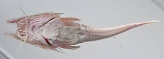 To NMNH Extant Collection (Satyrichthys  USNM 403399 photograph ventral view)