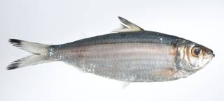 To NMNH Extant Collection (Sardinella hualiensis USNM 403455 photograph lateral view)