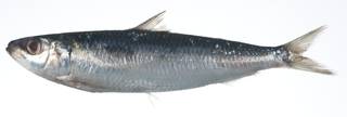 To NMNH Extant Collection (Sardinella lemuru USNM 403459 photograph lateral view)
