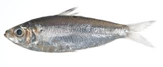 To NMNH Extant Collection (Herklotsichthys dispilonotus USNM 403464 photograph lateral view)