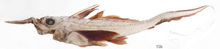 To NMNH Extant Collection (Neoharriotta carri USNM 222830 photograph lateral view small specimen)
