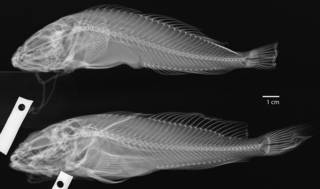 To NMNH Extant Collection (Cottus asper USNM 27281 radiograph)