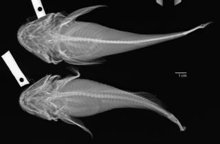 To NMNH Extant Collection (Cottus asper USNM 27281 radiograph dorsal)