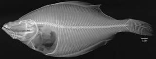 To NMNH Extant Collection (Cleisthenes pinetorum USNM 51403 holotype radiograph)