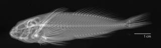 To NMNH Extant Collection (Cottus aleuticus USNM 374057 radiograph  1 of 4)