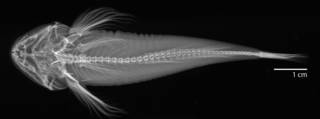 To NMNH Extant Collection (Cottus aleuticus USNM 374057 radiograph  dorsal 1 of 4)
