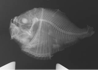 To NMNH Extant Collection (Polyipnus triphanos USNM 103027 holotype radiograph)