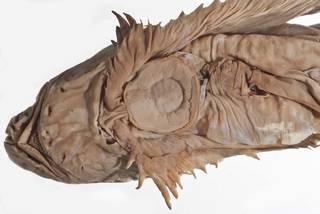 To NMNH Extant Collection (Crystallichthys mirabilis USNM 51466  type photograph head)