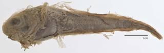 To NMNH Extant Collection (Careproctus simus USNM 51688  type photograph)