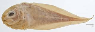 To NMNH Extant Collection (Careproctus pellucidus USNM 73335 type photograph)