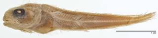 To NMNH Extant Collection (Careproctus pycnosoma USNM 73340 type photograph)