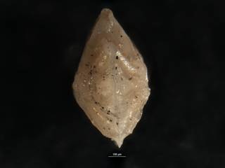 To NMNH Paleobiology Collection (Robulus insuetus CC54237 ap)