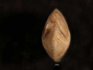 To NMNH Paleobiology Collection (Robulus jenningsi USNM 626444 ap)