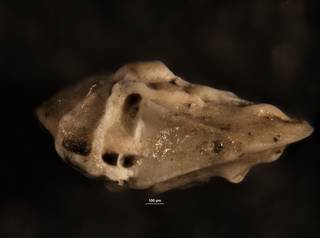 To NMNH Paleobiology Collection (Robulus jerseyanus USNM 547468 ap)