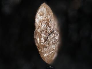 To NMNH Paleobiology Collection (Robulus laimingi USNM 237447 side)