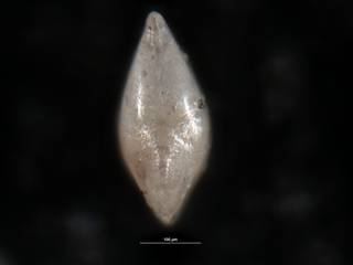 To NMNH Paleobiology Collection (Robulus ligatus USNM 549093 ap)