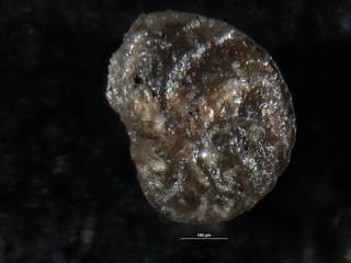 To NMNH Paleobiology Collection (Robulus malonianus CC 22539)