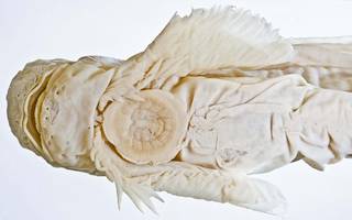 To NMNH Extant Collection (Crystallichthys cyclospilus USNM 74381  type photograph head ventral)