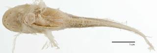 To NMNH Extant Collection (Careproctus mollis USNM 74383  type photograph ventral)