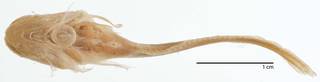 To NMNH Extant Collection (Careproctus opisthotremus USNM 74385  type photograph ventral)