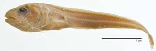 To NMNH Extant Collection (Careproctus opisthotremus USNM 74385  type photograph)