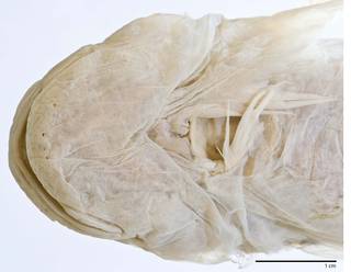 To NMNH Extant Collection (Liparis osborni USNM 87554 type photograph head ventral)