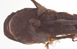 To NMNH Extant Collection (Careproctus microstomus USNM 214601  type photograph head ventral)