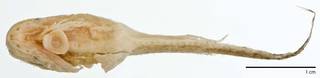 To NMNH Extant Collection (Careproctus maculosus USNM 384325 photograph ventral)