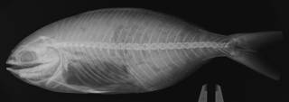 To NMNH Extant Collection (Pimelepterus ocyurus USNM 29395 type radiograph)