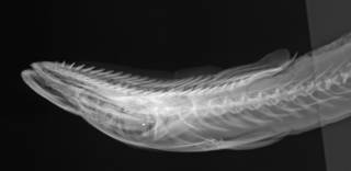 To NMNH Extant Collection (Remora australis USNM 33081 radiograph lat head)