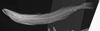 To NMNH Extant Collection (Remora australis USNM 33081 radiograph lat)