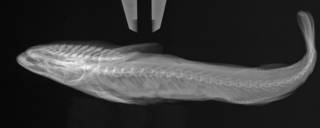 To NMNH Extant Collection (Remora albescens USNM 89782 radiograph lat)
