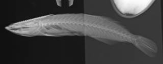 To NMNH Extant Collection (Remora brachyptera USNM 202239 radiograph lateral 1 of 2)