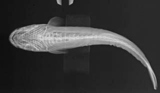 To NMNH Extant Collection (Remora brachyptera USNM 202239 radiograph ventral 1 of 2)
