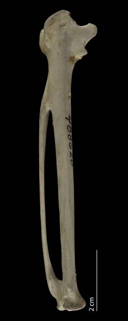To NMNH Extant Collection (Ciconiidae (Storks), USNM 488620, carpometacarpus, dorsal)