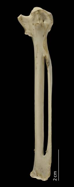 To NMNH Extant Collection (Gruidae (Cranes), USNM 432705, carpometacarpus, ventral)