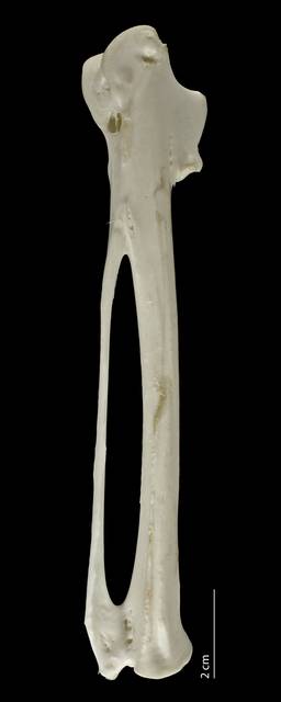 To NMNH Extant Collection (Pelecanidae (Pelicans), USNM 489428, carpometacarpus, dorsal)