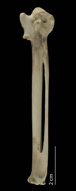 To NMNH Extant Collection (Phoenicopteridae (Flamingos), USNM 501683, carpometacarpus, ventral)