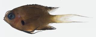 To NMNH Extant Collection (Chromis agilis USNM 400607 photograph lateral view)