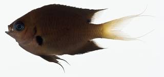 To NMNH Extant Collection (Chromis agilis USNM 401342 photograph lateral view)