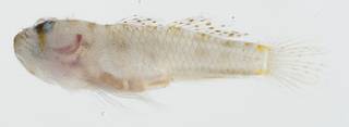 To NMNH Extant Collection (Priolepis kappa USNM 399589 photograph lateral view)