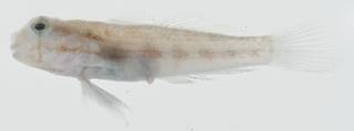 To NMNH Extant Collection (Gnatholepis cauerensis USNM 399607 photograph lateral view)