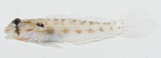 To NMNH Extant Collection (Gnatholepis cauerensis USNM 400496 photograph lateral view)