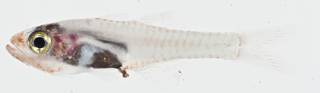 To NMNH Extant Collection (Cercamia cladara USNM 400490 photograph lateral view)