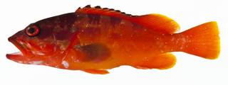 To NMNH Extant Collection (Epinephelus fasciatus USNM 400971 photograph lateral view)
