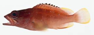 To NMNH Extant Collection (Epinephelus fasciatus USNM 401346 photograph lateral view)