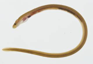 To NMNH Extant Collection (Muraenichthys gymnopterus USNM 399533 photograph lateral view)