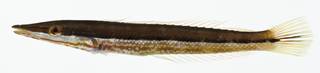 To NMNH Extant Collection (Cheilio inermis USNM 401010 photograph lateral view)