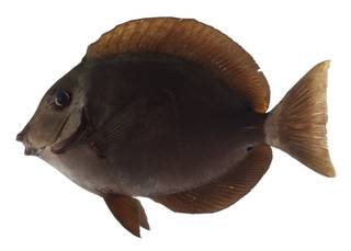To NMNH Extant Collection (Acanthurus leucopareius USNM 399516 photograph lateral view)